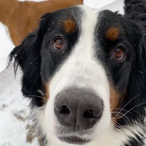 Meet your Posher, Maddie